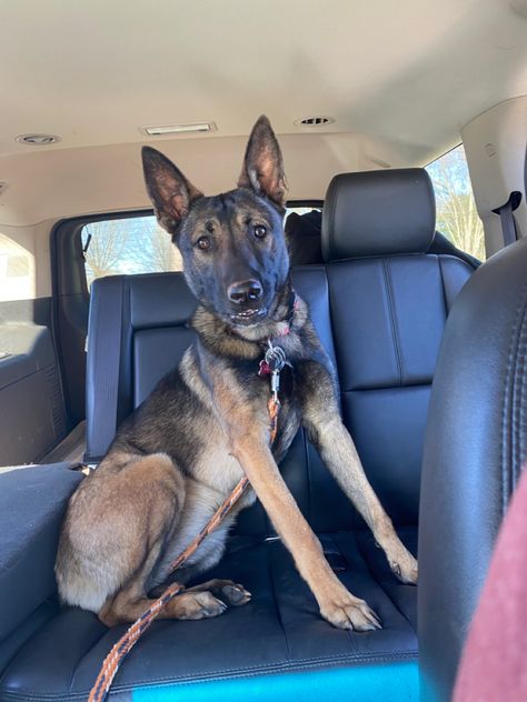 Female Belgian Malinois, Belgian Malinois Aesthetic, Belgian Malinois Service Dog, Belgian Malinois Jet Black, Belgian Malinois Guard Dog, Belgian Malinois Working, Belgian Malinois, Dog Houses, Dogs