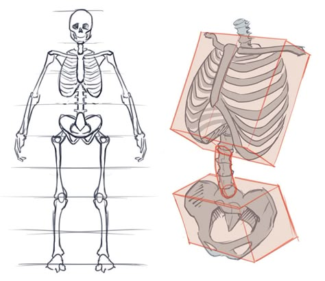 How To Draw The Torso: Front View How To Draw Pelvis, Front View Drawing, Never Skip Leg Day, Skeleton Anatomy, Skeleton Drawings, Anatomy Tutorial, Human Anatomy Drawing, Human Skeleton, Human Anatomy Art