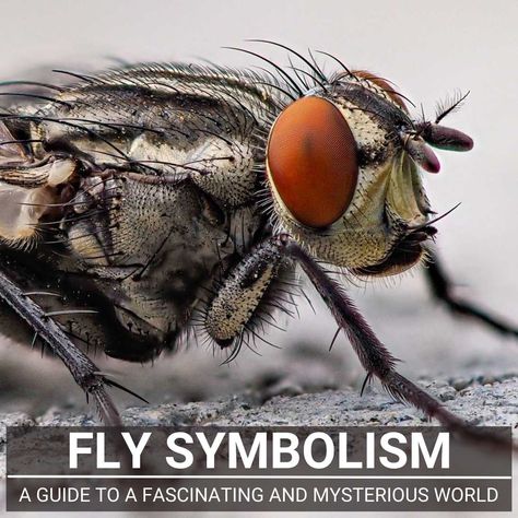 Fly Symbolism: A Guide To A Fascinating And Mysterious World Blue Jay Feather Meaning, Fly Symbolism, Blue Jay Feather, Feather Symbolism, Feather Meaning, Jay Feather, Animal Spirit Guides, Animal Spirit, Migratory Birds