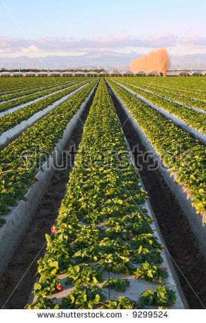 Kebun Strawberry, Field Of Strawberries, Strawberry Project, Agriculture Pictures, California Farm, Game House, Farm Land, Strawberry Farm, Crop Production