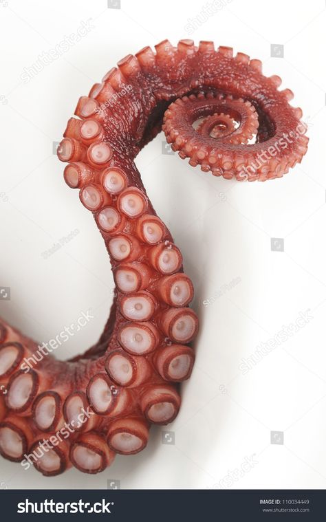 Octopus Photos, Octopus Images, Octopus Legs, Kraken Art, Octopus Drawing, Octopus Tattoo Design, Octopus Squid, Octopus Tattoos, Water Creatures