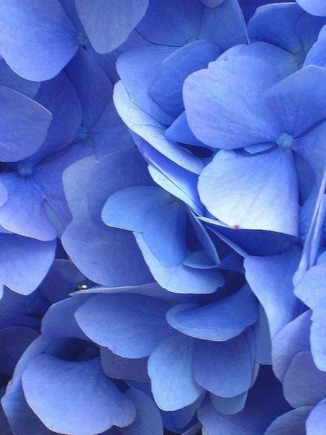 Periwinkle Color Aesthetic, Violet Blue Aesthetic, Blue Violet Aesthetic, Blue Aethstetic, Delft Blue Wedding, Wyeth Blue, Blue And Purple Aesthetic, Blue Purple Aesthetic, Colour Interior Design