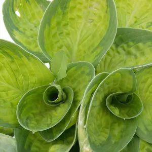 Browse Our Full Shade Perennials Today | NatureHills.com Plantain Lily, Shade Tolerant Plants, Hosta Gardens, Hosta Plants, Shade Perennials, Outdoor Gardens Design, Gold And Green, Shade Plants, Foliage Plants