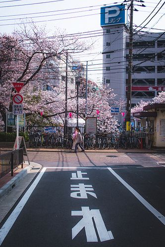 Japan Asethic, Yokohama City, Japan Nature, Japan City, Tokyo Aesthetic, Spring In Japan, Japan Spring, Japan Picture, Monte Fuji