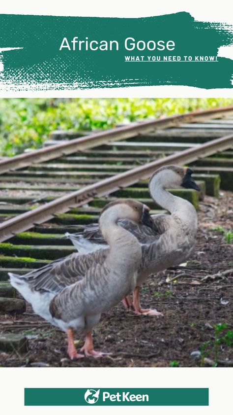 The African Goose, despite its misleading name, originates from the Chinese Goose and the Swan Goose. It is one of the largest of all domestic geese breeds and is usually kept for its meat. It lays far fewer eggs than other domestic breeds, typically only yielding around 30 a year. They are quite docile and peaceful and it is a recognized breed in the UK, France, and the US. Read on for more information on this intriguing bird, including details on breeding and keeping it... #africangoose #pet Goose Breeds, African Geese, African Goose, Geese Breeds, Duck Breeds, Funny Farm, Animal World, Ducks, About Uk