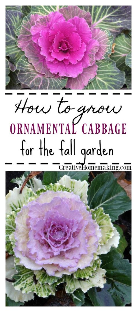 Growing ornamental cabbage in the fall garden Gardening Inside, Cabbage Flowers, Cabbage Plant, Vegetable Garden Planner, Ornamental Cabbage, Easy Gardening, Types Of Herbs, Fall Vegetables, Fall Garden Vegetables