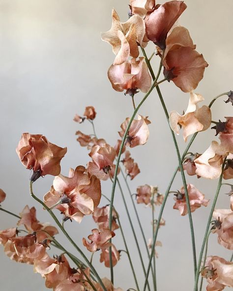 See this Instagram photo by @studiomondine • 1,688 likes Sweet Pea Flowers, Diy Rose, Pea Flower, Floral Inspiration, Blush Roses, Arte Floral, Types Of Flowers, Flower Images, Beautiful Blooms