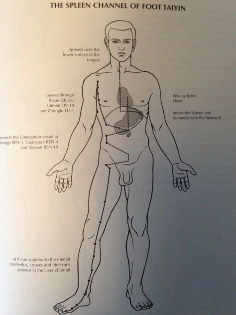 Spleen divergent channel Spleen Meridian, Meridian Lines, Polarity Therapy, Acupressure Massage, Acupuncture Points, Chinese Medicine, Human Anatomy, Acupressure, Acupuncture