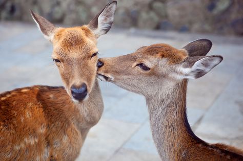 Deer share a tender moment in Nara, Japan. Animals In Love, Nara Japan, Oh Deer, This Is Love, Love Pictures, The Animals, Nature Animals, Nara, Animal Kingdom