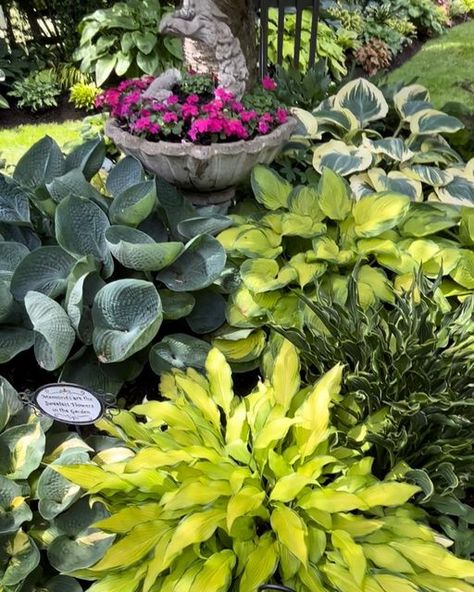 Lonna on Instagram: "A beautiful sunny day in June. Hosta Pineapple Upsidedown Cake was showing off in the very front. #hostas #garden #gardening #gardendesign #gardeninspiration #inspire #mygarden #mylife #leaves #foliage #plants #nature #landscape #happyplace #beauty #photo #gardenlove #beautiful #shade #summer #gardensofinstagram #insta #plantsofinstagram #june #paintedleafhostagarden #joy" June Hosta, Hostas Garden, Garden Tricks, Hosta Varieties, Hosta Gardens, Shade Gardens, Beautiful Sunny Day, Plants Nature, Backyard Garden Design