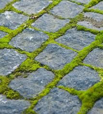 paving stones grass/ moss between - Google Search Grow Moss, Cobblestone Patio, Moss Growing, Growing Moss, Path Ideas, Moss Garden, Concrete Pavers, Garden Pathway, Paving Stones