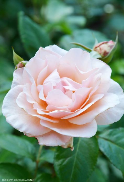 Lady Banks Rose, Snowball Viburnum, Morning Garden, Mother Of Pearl Rose, Grow Wildflowers, Spring Garden Flowers, First Monday, Petal Confetti, Pearl Rose