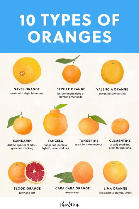 10 Types of Oranges and What They’re Best for – PureWow #KidsFriendlyFruitSnacks Different Types Of Citrus Fruits, Types Of Oranges, Juice Flavors, Navel Oranges, Valencia Orange, Fruit Snacks, Blood Orange, Grocery List, Food App