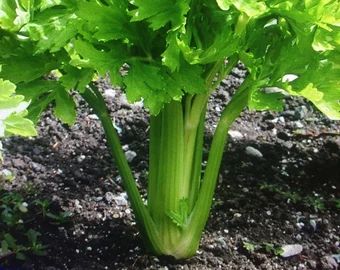 Plant Anatomy, Celery Plant, Growing Celery, Vegetable Garden Tips, Plant Flower, All About Plants, Garden Seeds, Green Thumb, Fruits And Vegetables