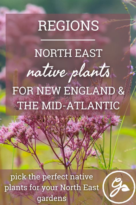 Regions Of The United States, Native Plant Landscape, New England Garden, Eastern Redbud, Northeast Region, Plant Zones, Native Plant Gardening, Plant Guide, Side Garden