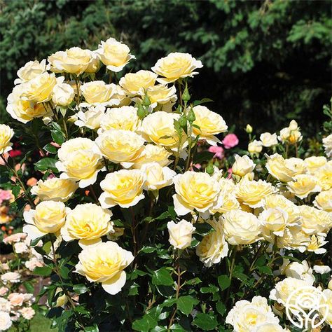 Irish Hope Rose - English Legend - Very Fragrant Flower Garden Plans, Lemon Flowers, Heirloom Roses, Types Of Roses, Growing Roses, Blooming Plants, Honey Lemon, English Roses, Garden Planning