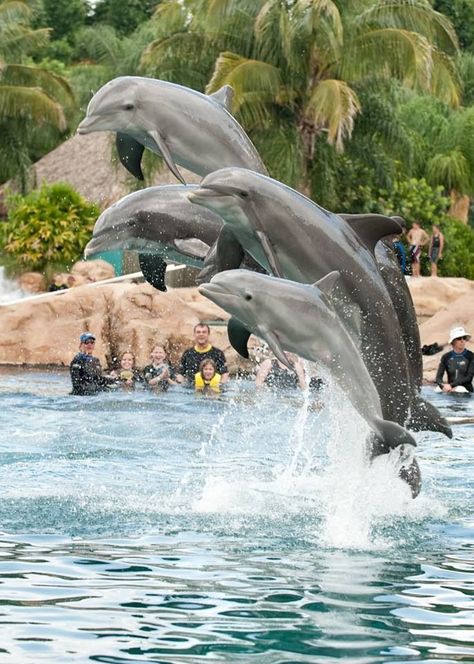 Discovery Cove Orlando, Florida Dolphins, Ocean Creatures, Marine Animals, Ocean Animals, Sea World, Ocean Life, Orlando Florida, May 23