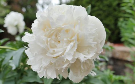 Peony Farm, Planting Peonies, Paeonia Lactiflora, Peony Root, Growing Peonies, Fragrant Plant, Flower Company, White Peony, Peonies Garden