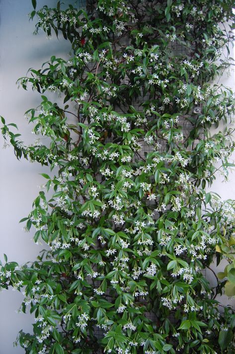 Lush Backyard, Indian Jasmine, Evergreen Climbers, Trachelospermum Jasminoides, Vine Plants, Climber Plants, Flowering Perennials, Evergreen Vines, Jasmine Plant