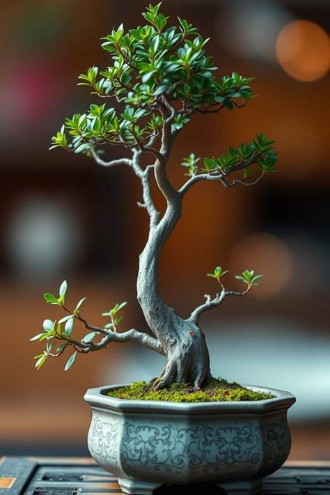 Jade Plant Bonsai, Bonsai Shop, Bonsai Making, Trees Aesthetic, Japanese Bonsai Tree, Bonsai Pruning, Japanese Rock Garden, Tree Types, Jade Bonsai