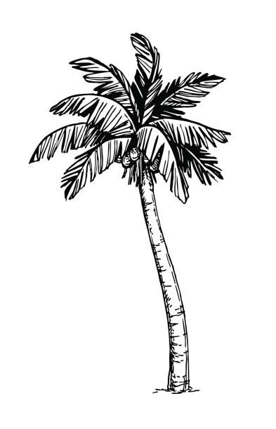 Date Palm Tree Tattoo, Aaa Tattoo, Date Palm Tree, Dates Tree, Palm Tree Drawing, Christ Tattoo, Background Retro, Date Palm, Coconut Palm Tree