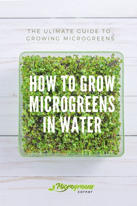 Hydroponic Microgreens Diy, Hydroponic Microgreens, Indoor Microgreens, How To Grow Microgreens, Microgreens Recipe, Salad Garden, Grow Microgreens, Food Growing, Aquaponics Diy