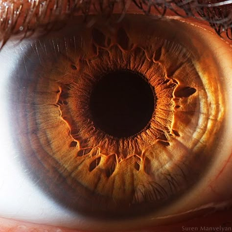 Extreme Close-Ups of the Human Eye | Bored Panda Macro Photography Eyes, Brown Eyes Aesthetic, Close Up Art, Iris Eye, Experimental Type, Grand Prince, Realistic Eye Drawing, Photo Macro, Iris Art