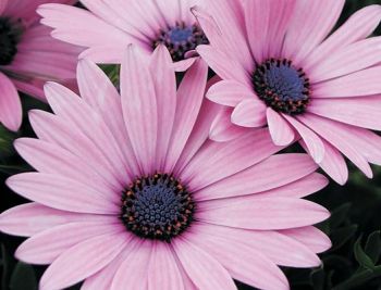 Osteospermum Bob Aesthetic, Plant Wishlist, Light Purple Flowers, Flower Boy, Picking Flowers, Proven Winners, Radiant Orchid, Lavender Plant, Gorgeous Flowers