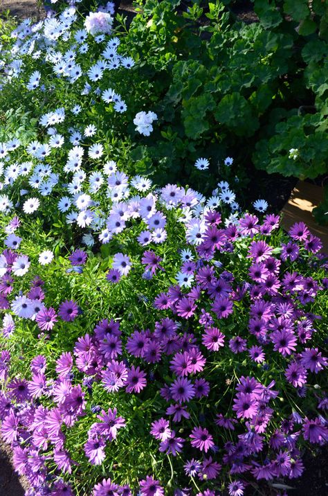 Blooming African Daisies - Osteospermum - in my garden this morning. See how Karen Winters' cottage/mediterranean garden unfolds at https://www.facebook.com/pages/Artist-in-the-Garden/490279174370120 Fast Growing Pine Trees, African Daisies, African Daisy, Garden Images, Mediterranean Garden, Front Garden, My Garden, Cottage Garden, In The Garden