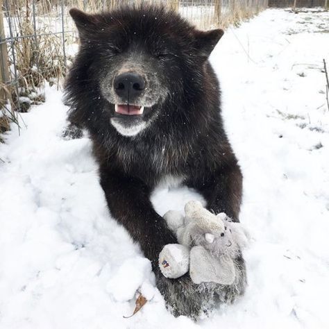 Wolf Hybrid, Wolf Stuff, Wolf Photos, Divine Beauty, Wolf Love, Wolf Pictures, Beautiful Wolves, Wolf Spirit, Pretty Animals