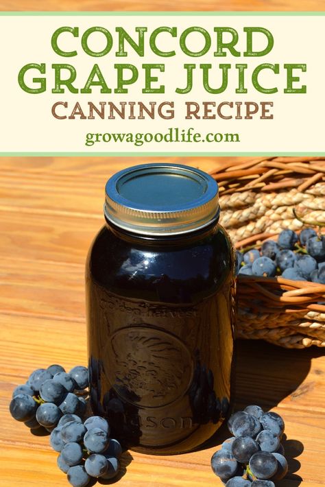 Concord grapes have a distinct flavor and dark purple color. Learn how to make and preserve your own Concord grape juice at home! You control the additives and sugars. Concord Grape Juice Recipe, Grape Wine Recipe, Concord Grape Recipes, Homemade Grape Juice, Concord Grape Juice, Grape Juice Recipe, Concord Grapes, Home Canning Recipes, Canning Recipe