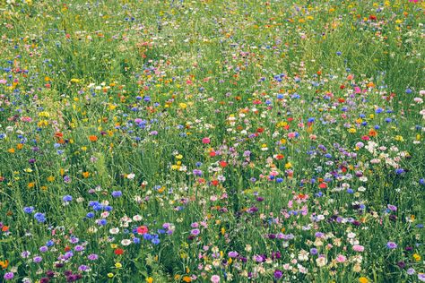 20 Plants To Grow In Your Easy-to-Manage Wildflower Garden Shasta Daisies, Plants To Grow, Nothing But Flowers, Wildflower Garden, Woodland Garden, Attract Butterflies, Beneficial Insects, Black Eyed Susan, Future Life