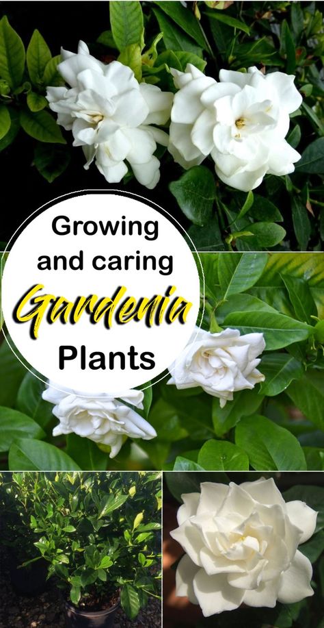 Gardenia Care, Gardenia Trees, Growing Gardenias, Gardenia Bush, Gardenia Plant, Popular House Plants, Jasmine Plant, Acid Loving Plants, نباتات منزلية