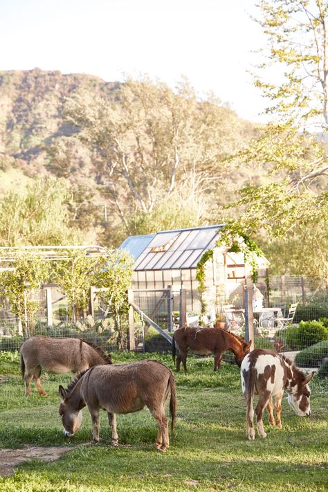 Patina Living Book: A Dream Life on a Dream Farm! Book review of the Giannetti's book Patina Living---> #maisondecinq #frenchfarmhouse #europeanfarmhouse #belgianstyle #frenchcountry #countryfrench #europeanstyle #farmhouse #homestead #garden #animals #ranchlife #farmlife #brookegiannetti Patina Farm, Dream Farm, Farm Lifestyle, Future Farms, Beautiful Farm, Mini Farm, Living Books, Ranch Life, Farms Living