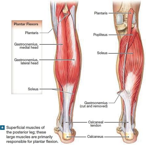 calf muscles anatomy - tibia - plantar flexors - gastrocnemius - soleus - flexion - calcaneal Calf Anatomy, Hip Muscles Anatomy, Leg Muscles Diagram, Muscles Diagram, Stomach Anatomy, Groin Muscles, Leg Muscles Anatomy, Human Anatomy Picture, Muscles Anatomy