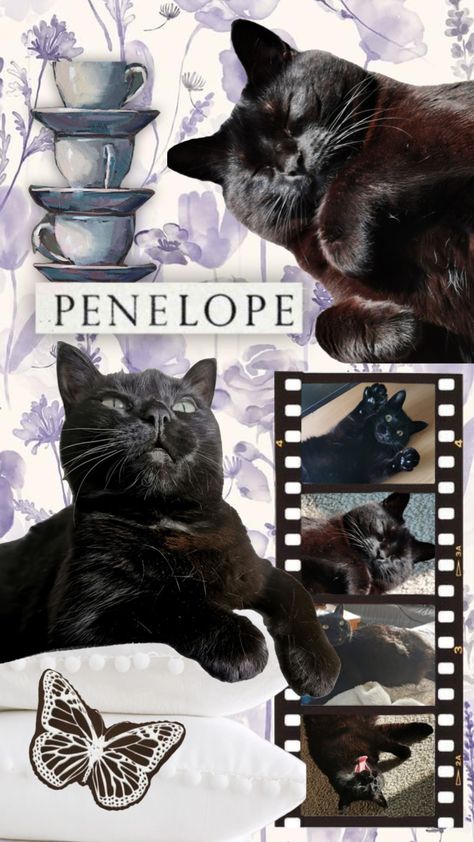 penny core #cat Penelope Core, Connect With People, Your Aesthetic, Creative Energy, Penny, Funny Gif, Batman, Gif, Queen