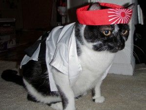 Our cat, Kid, dressed as karate cat Karate Cat, Karate Kid, Free Domain, Funny Cat Pictures, Your Pet, Kung Fu, Cat Pics, Karate, Martial Arts