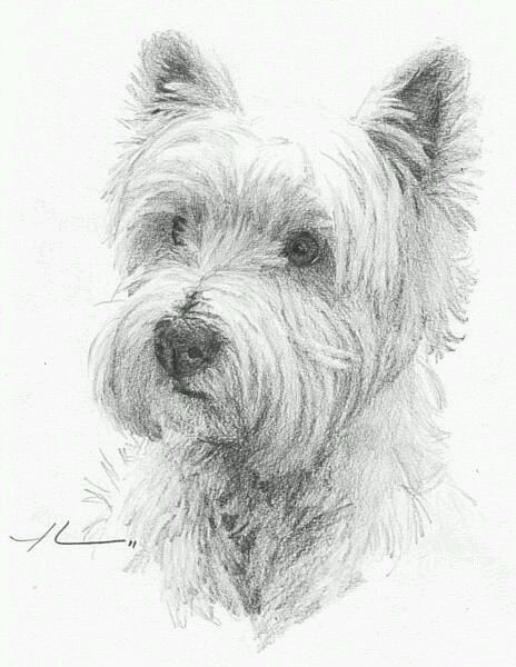 Portraits Pop Art, Westie Dog, Cairn Terriers, Westie Dogs, White Terrier, West Highland Terrier, West Highland White Terrier, Arte Animal, Dog Drawing