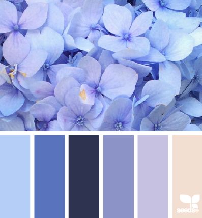 Design Seeds Hydrangea Blues Purple Blue White Color Palette, Periwinkle Palette Colour, Blue To Purple Color Palette, Color Palette Purple Blue, Color Palette Periwinkle, Color Concept, Hydrangea Colors, Color Schemes Colour Palettes, Color Palate