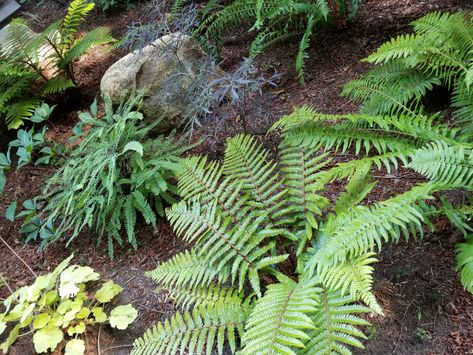 Shade Garden Hillside, Slope Shade Garden, Shade Slope Landscaping, Shady Slope Landscaping, Sloped Shade Garden, Shaded Hillside Landscaping, Steep Hill Landscaping, Steep Hillside Landscaping, Steep Backyard