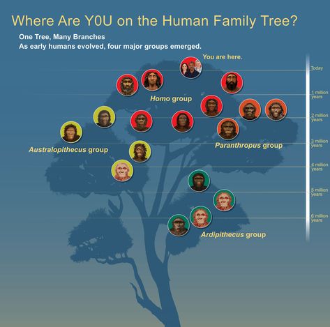 Human Family Tree Human Evolution Tree, Artificial Neural Network, Human Genome, Human Dna, Early Humans, Human Species, Science Education, Deep Learning, Anthropology