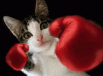 Boxing Cat Boxing Gloves GIF - BoxingCat BoxingGloves Cat - Discover & Share GIFs Cat Boxing, Cat Animated, Happy Boxing Day, Boxing Punches, Animated Cards, Cat Box, Christmas Classroom, Cats Art, Boxing Day