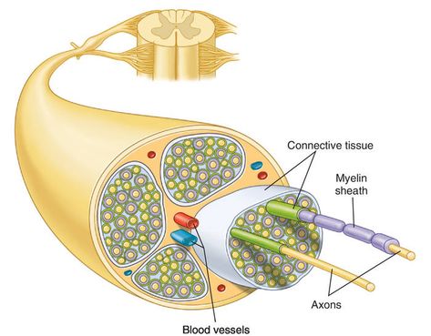 Maxillary Nerve, Glossopharyngeal Nerve, Femoral Nerve, Radial Nerve, Sensory Nerves, Medical Dictionary, Facial Nerve, Nerve Fiber, Carotid Artery