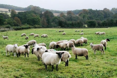 Cotswold England, Goat Picture, Sheep Grazing, Farm Village, Cotswolds England, Organic Compounds, Bath England, The Cotswolds, Rural Life