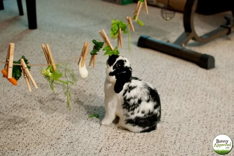 Sisal string, clothespins, and vegetables make for a very happy bunny! Can try this DIY rabbit toy idea to entertain guinea pigs too. Use while supervised. Diy Bunny Toys, Rattus Rattus, Bunny Things, Pet Rabbits, Bunny Room, Pet Bunny Rabbits, Rabbit Life, Bunny Stuff, Homesteading Ideas