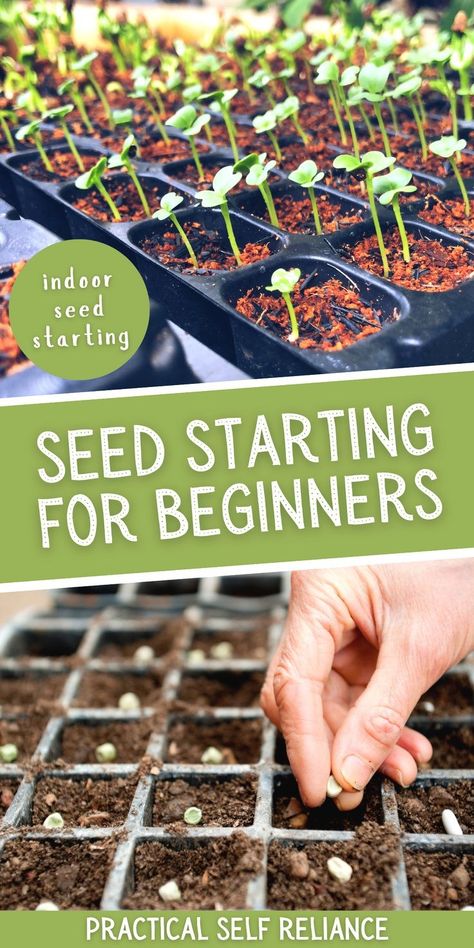 Seed Starting for Beginners: DIY Garden Ideas - Are you excited to start an indoor garden for the spring? Starting seeds indoors can be a great way to get a jump-start on your garden long before the growing season begins. In this article, you will learn all the basics of seed starting for beginners, including when to start your seeds indoors, what seeds you can sprout indoors, and how to succeed with vegetables like broccoli, brussels sprouts, peppers and tomatoes. Urban Homesteading Ideas, Grow Chamomile, Starting Seeds Inside, Small Kitchen Garden, Herbs To Plant, Beginning Gardening, Start Seeds Indoors, California Native Garden, Seedlings Indoors