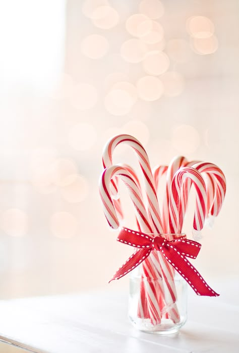 Candy Cane Lane, Peppermint Sticks, Red White Christmas, Red And White Christmas, Candy Cane Christmas, Best Candy, Noel Christmas, Christmas Candy Cane, Christmas Red