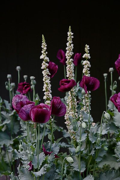 #VeryMe #VeryRedrow Plant Combinations, Deco Floral, Flowers Garden, Garden Cottage, Ranunculus, Poppy Flower, Beautiful Blooms, Front Garden, Dream Garden