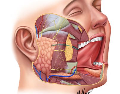 Check out new work on my @Behance profile: "illustration of anatomy of salivary glands" http://be.net/gallery/146518969/illustration-of-anatomy-of-salivary-glands Salivary Glands, Salivary Gland, Medical Illustration, Anatomy, Photoshop