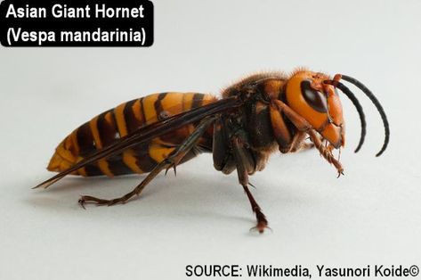 Japanese Giant Hornet, Hornet Sting, Bug Dragon, Wasp Tattoo, Wasps And Hornets, Seed Envelopes, Types Of Bees, Drawing Blood, Hornets Nest